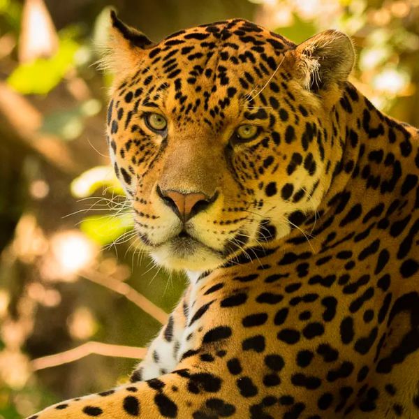 Tours en Manu  desde Uruguay